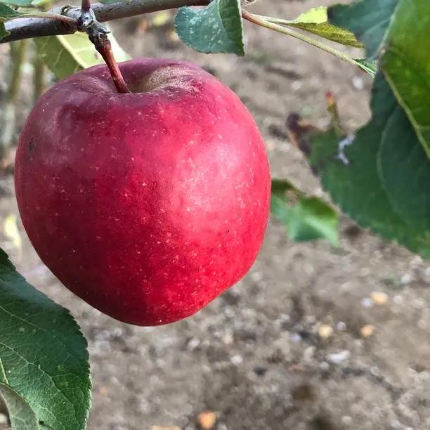 Red Falstaff Apple (Malus domestica Red Falstaff) 1